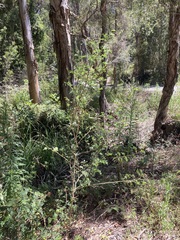 Tephrosia grandiflora