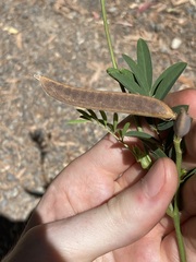 Tephrosia grandiflora