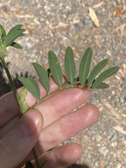 Tephrosia grandiflora