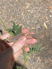 Tephrosia grandiflora