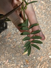 Tephrosia grandiflora