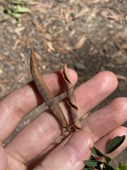 Tephrosia grandiflora