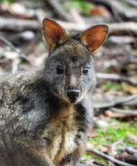 Thylogale billardierii