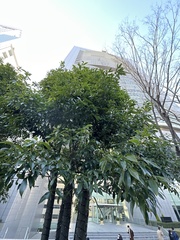 Quercus glauca