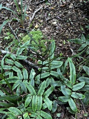 Blechnum procerum