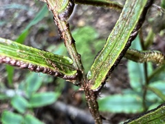 Blechnum procerum