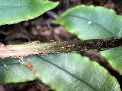 Blechnum procerum