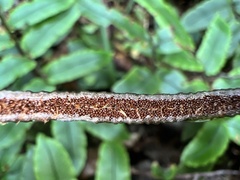 Blechnum procerum