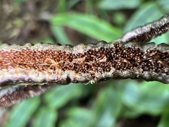 Blechnum procerum