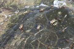 Grapsus albolineatus
