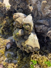 Pyura praeputialis