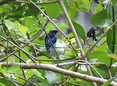 Dacnis lineata