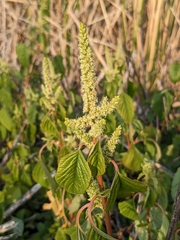 Amaranthus blitum