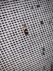 Hypertropha chlaenota