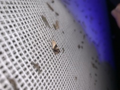 Hypertropha chlaenota