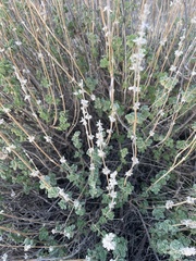 Pseudodictamnus hirsutus