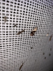 Hypertropha chlaenota