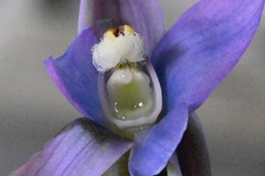 Thelymitra hatchii