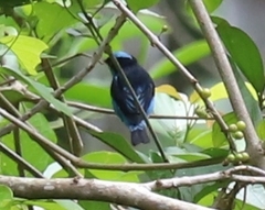 Dacnis lineata