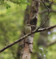 Acanthisitta chloris