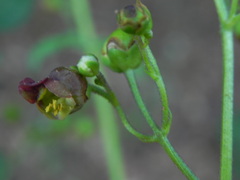 Scrophularia scopolii