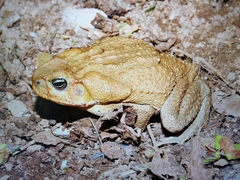 Rhinella horribilis