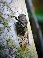 Rhinella horribilis