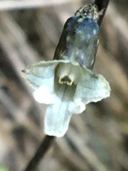 Gastrodia cunninghamii