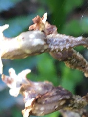 Gastrodia cunninghamii