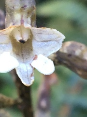 Gastrodia cunninghamii