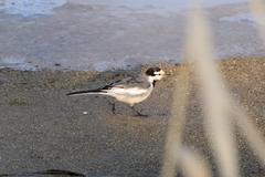 Motacilla alba lugens