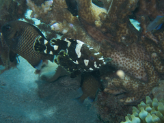 Epinephelus maculatus
