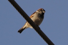 Passer domesticus