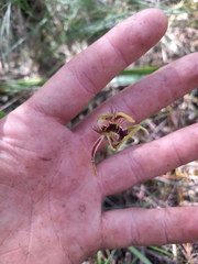 Caladenia corynephora
