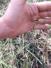 Caladenia corynephora