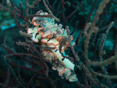 Dermatobranchus ornatus