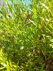 Rhadinothamnus anceps