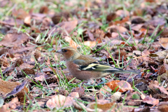 Fringilla coelebs