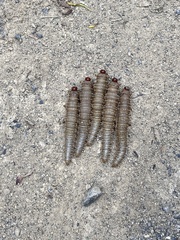 Perga affinis