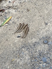 Perga affinis