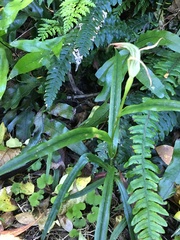 Pterostylis banksii