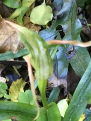 Pterostylis banksii