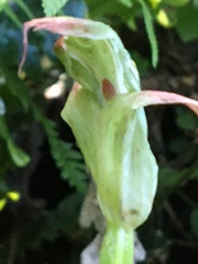 Pterostylis banksii