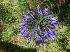 Agapanthus praecox