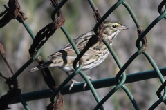 Passerculus sandwichensis beldingi