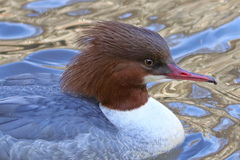 Mergus merganser
