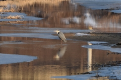Ardea cinerea
