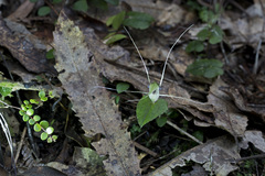 Corybas acuminatus