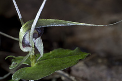 Corybas acuminatus