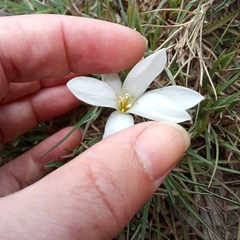 Apodolirion macowanii